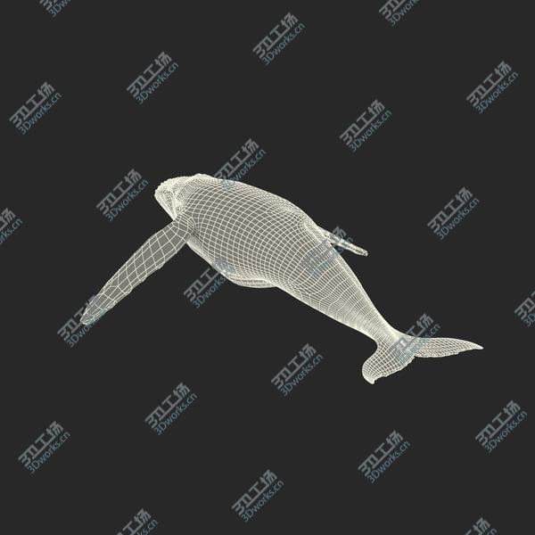 images/goods_img/20210312/Humpback Whale Rigged for Maya/4.jpg